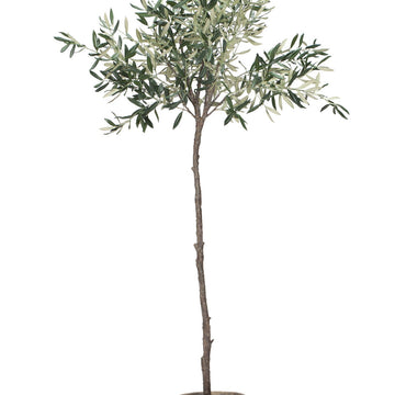 Flora Oliventre H160 Ø24 cm. grønn