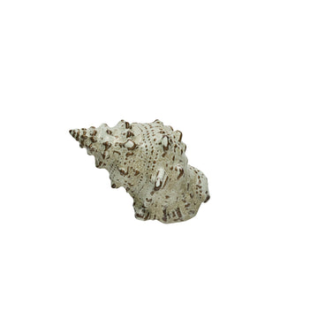 Shellille dekorasjon konkylie D15 H7.5 Lin